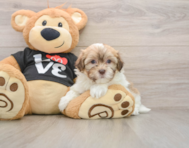 5 week old Havanese Puppy For Sale - Simply Southern Pups