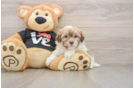 Havanese Puppy for Adoption