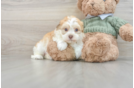 Havanese Pup Being Cute