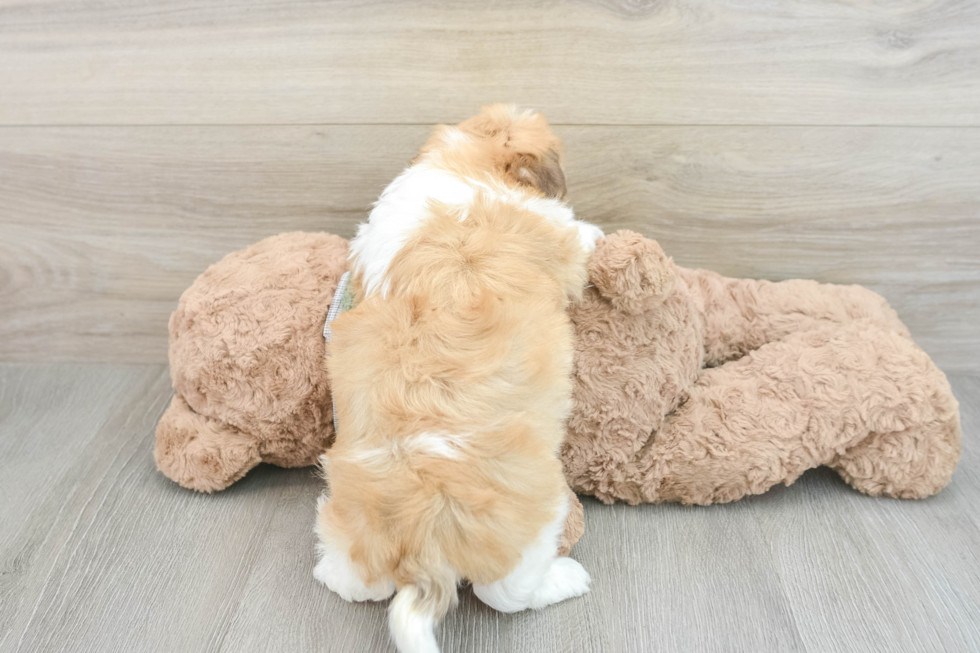 Havanese Pup Being Cute