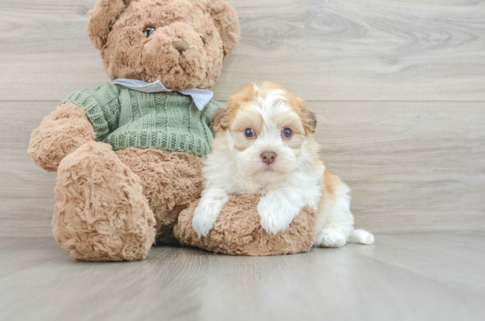 8 week old Havanese Puppy For Sale - Simply Southern Pups