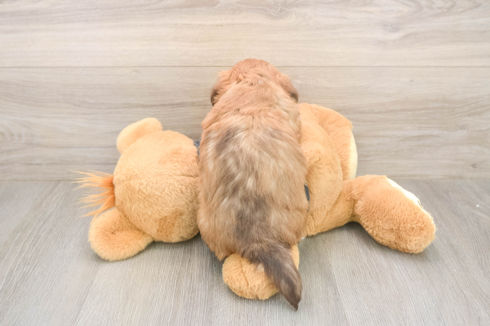Friendly Havanese Baby
