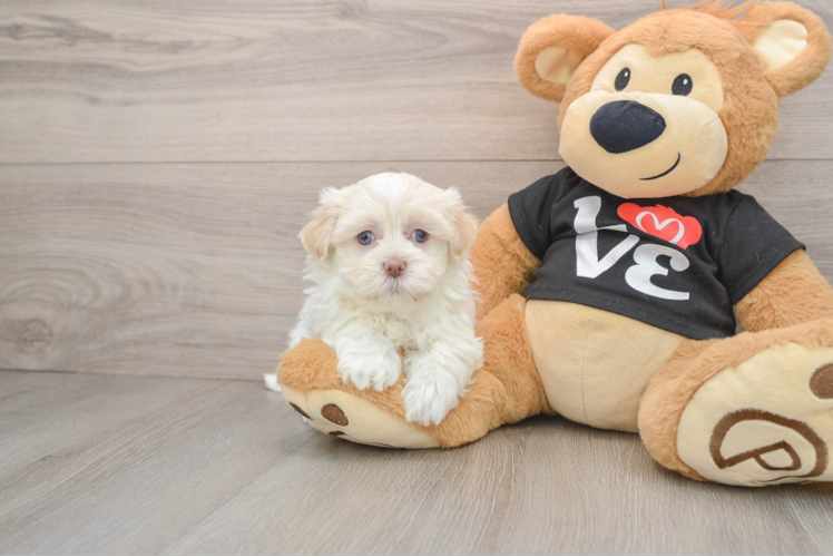 Havanese Puppy for Adoption