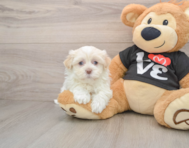 5 week old Havanese Puppy For Sale - Simply Southern Pups