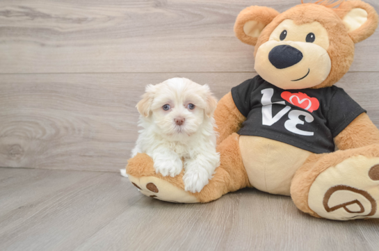 Havanese Puppy for Adoption