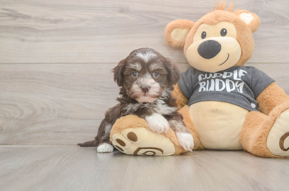 5 week old Havanese Puppy For Sale - Simply Southern Pups
