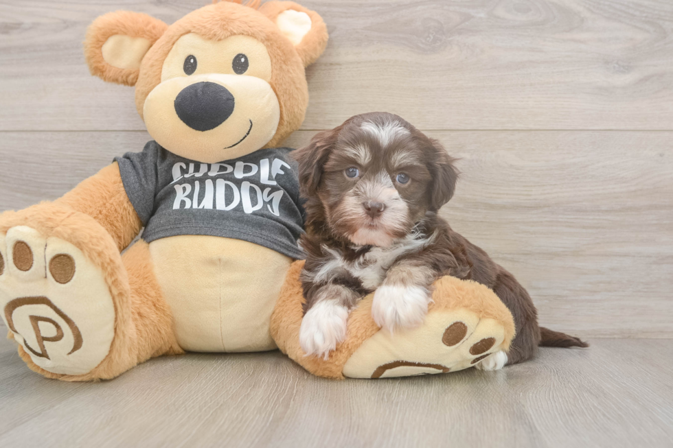 Havanese Puppy for Adoption