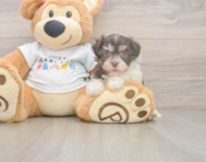 7 week old Havanese Puppy For Sale - Simply Southern Pups