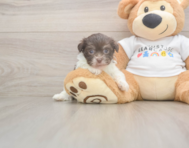 7 week old Havanese Puppy For Sale - Simply Southern Pups
