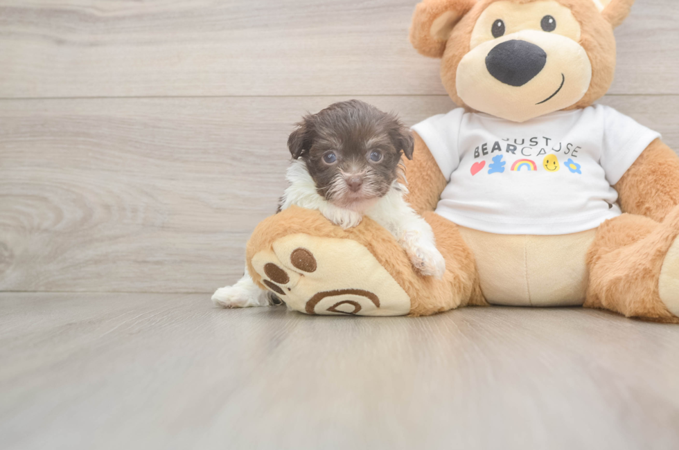 5 week old Havanese Puppy For Sale - Simply Southern Pups