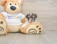 9 week old Havanese Puppy For Sale - Simply Southern Pups