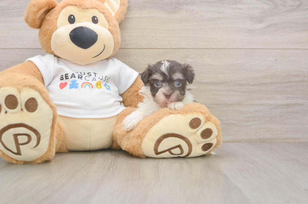 8 week old Havanese Puppy For Sale - Simply Southern Pups