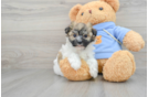 Havanese Pup Being Cute