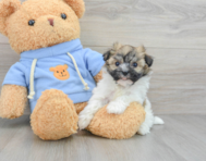 7 week old Havanese Puppy For Sale - Simply Southern Pups