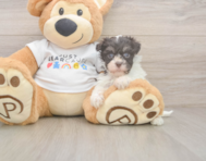 8 week old Havanese Puppy For Sale - Simply Southern Pups