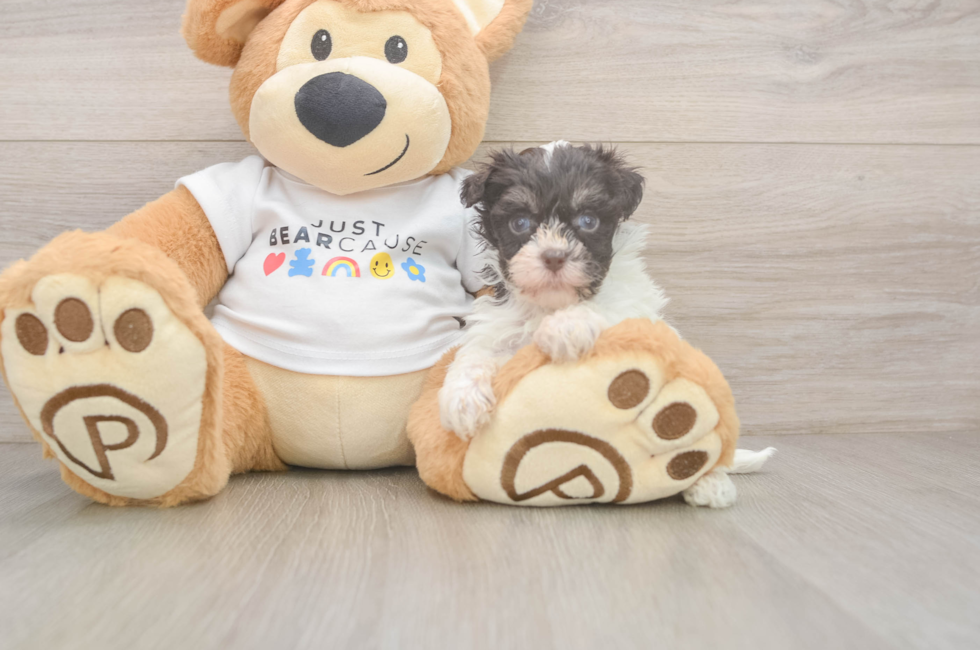 5 week old Havanese Puppy For Sale - Simply Southern Pups