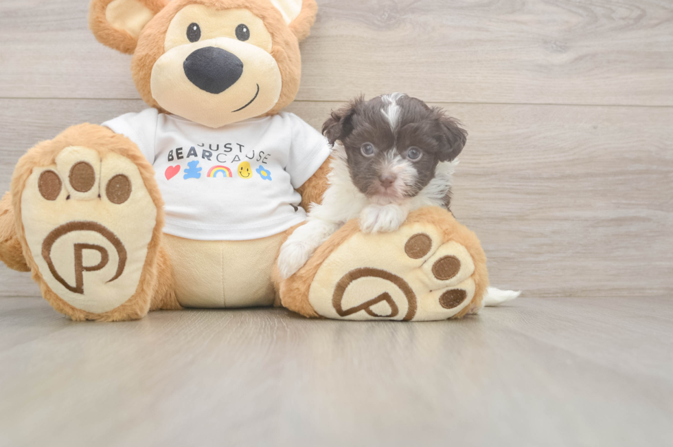 5 week old Havanese Puppy For Sale - Simply Southern Pups