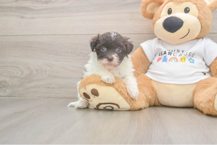 Best Havanese Baby