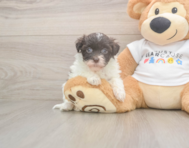 8 week old Havanese Puppy For Sale - Simply Southern Pups