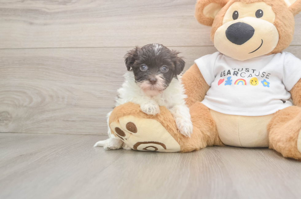 5 week old Havanese Puppy For Sale - Simply Southern Pups
