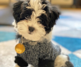 Havanese Puppies For Sale Simply Southern Pups