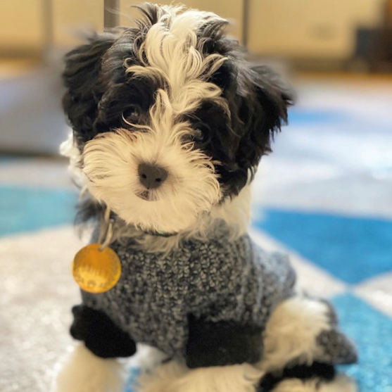 Havanese Puppies For Sale - Simply Southern Pups
