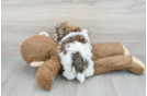 Havanese Pup Being Cute