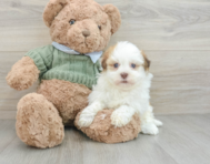 8 week old Havanese Puppy For Sale - Simply Southern Pups