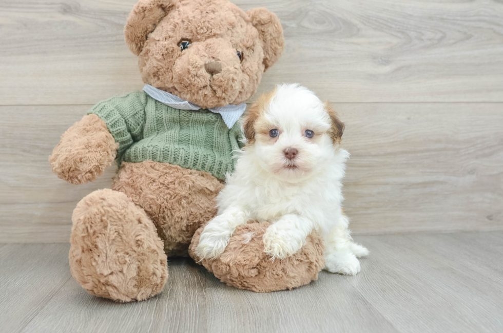 8 week old Havanese Puppy For Sale - Simply Southern Pups