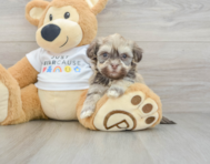 6 week old Havanese Puppy For Sale - Simply Southern Pups