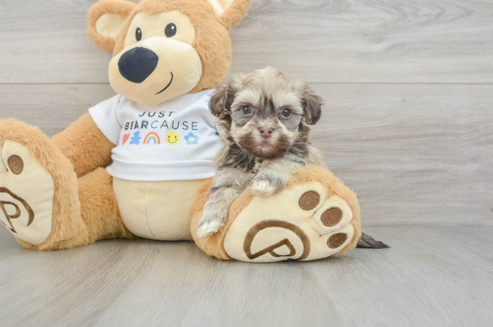 7 week old Havanese Puppy For Sale - Simply Southern Pups