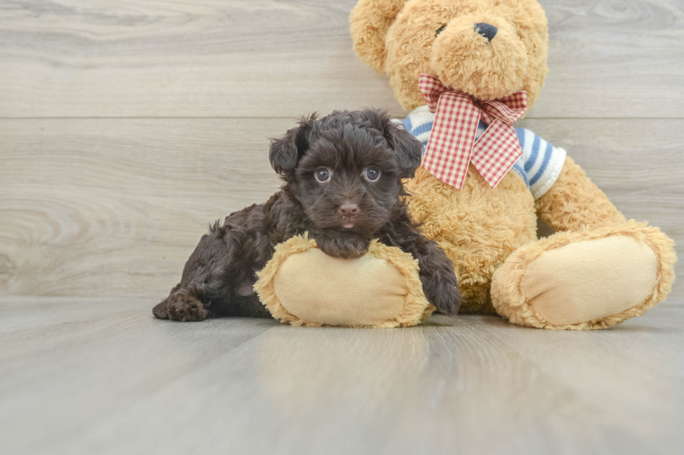 Cute Bichon Habanero Purebred Puppy