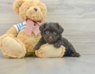 5 week old Havanese Puppy For Sale - Simply Southern Pups