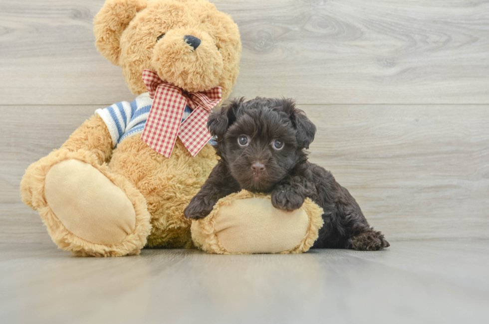 5 week old Havanese Puppy For Sale - Simply Southern Pups