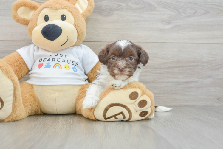 Friendly Havanese Baby