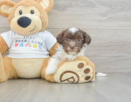 7 week old Havanese Puppy For Sale - Simply Southern Pups