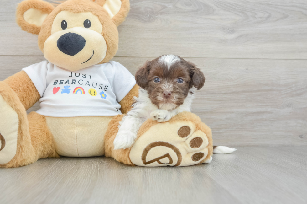 7 week old Havanese Puppy For Sale - Simply Southern Pups