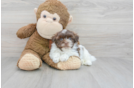 Cute Havanese Purebred Puppy