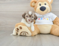 7 week old Havanese Puppy For Sale - Simply Southern Pups