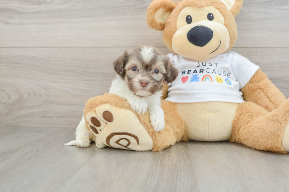 7 week old Havanese Puppy For Sale - Simply Southern Pups