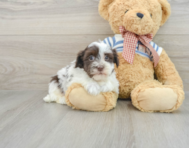 6 week old Havanese Puppy For Sale - Simply Southern Pups