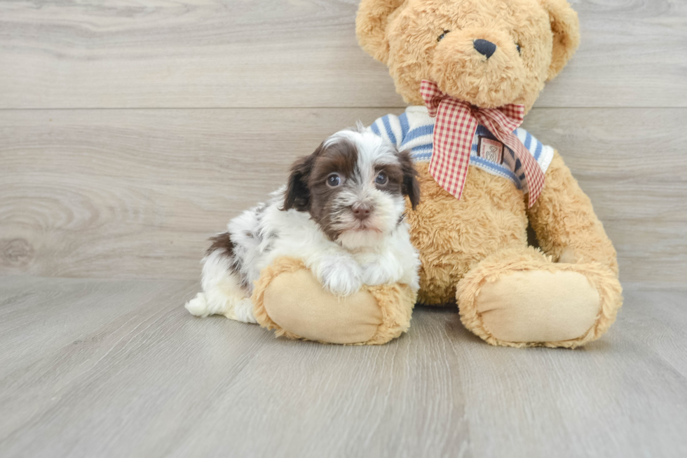 Best Havanese Baby