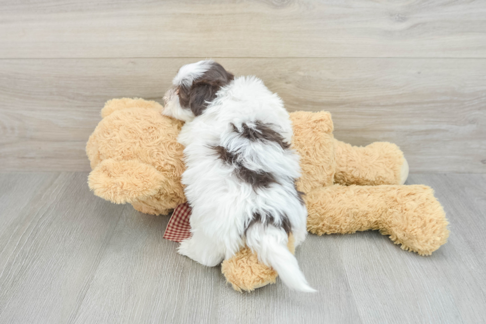 Havanese Puppy for Adoption