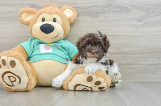 Havanese Pup Being Cute