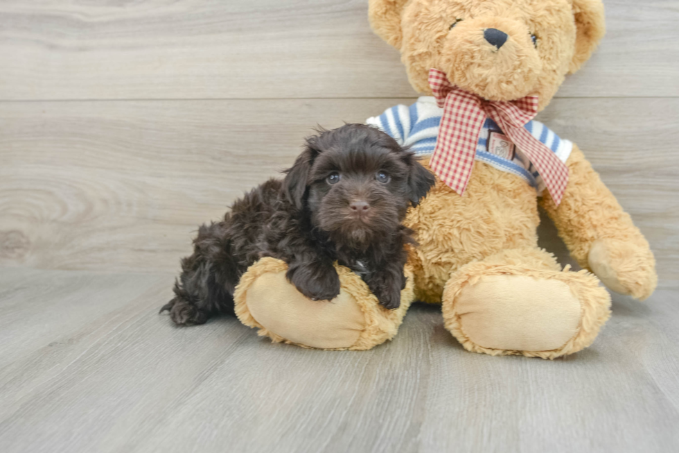 Best Havanese Baby