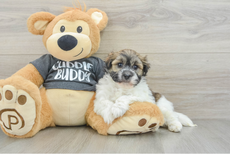 Hypoallergenic Havanese Purebred Pup