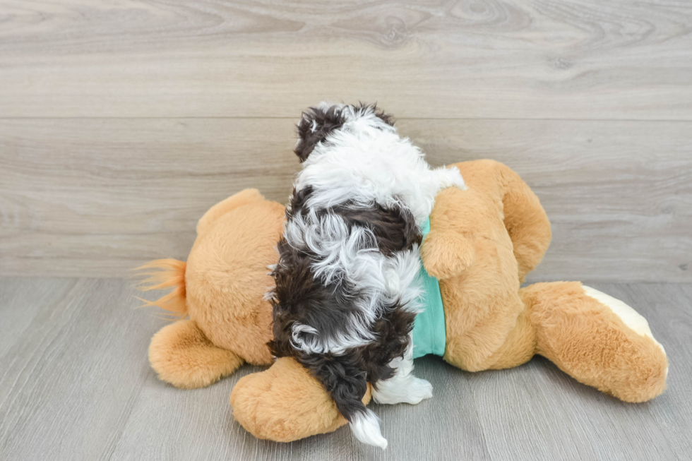 Energetic Havaneser Purebred Puppy