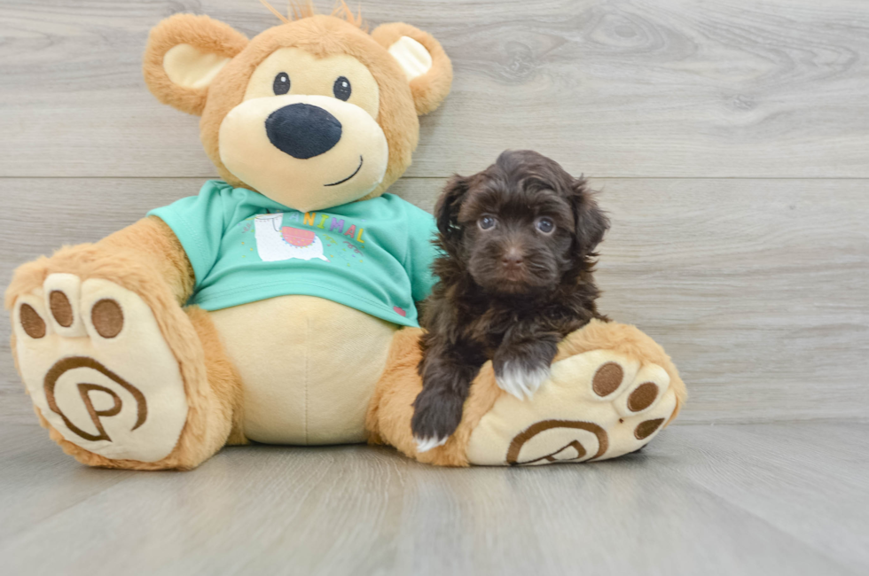 6 week old Havanese Puppy For Sale - Simply Southern Pups