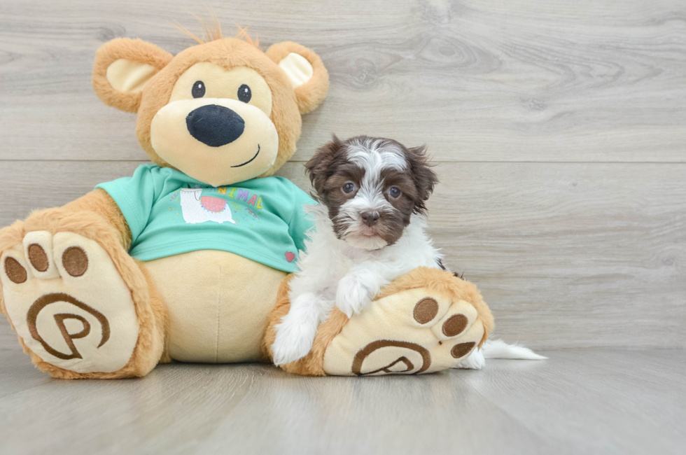 6 week old Havanese Puppy For Sale - Simply Southern Pups