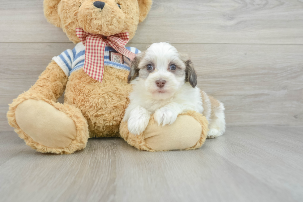 Best Havanese Baby